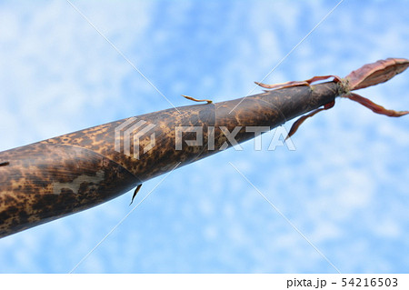 根元をポキッと収穫、やわらくて美味しい真竹のタケノコ、山菜、野菜、イメージ素材 根元をポキッと収穫、やわらくて美味しい真竹のタケノコ、山菜、野菜、イメージ素材 54216503