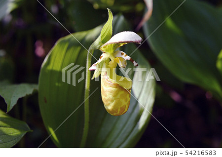 キバナノアツモリソウ　黄花の敦盛草 54216583