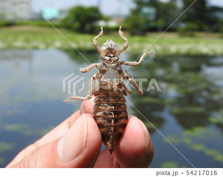 ウチワヤンマが羽化したヤゴの抜け殻（手に持った大きさの分かる写真） 54217016