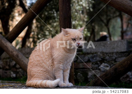 トスカーナ モンテリッジョーニ トスカーナ モンテリッジョーニ 54217083