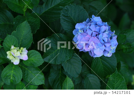 紫陽花 紫陽花 54217101