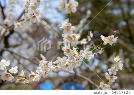 花 54217326