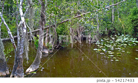 View of the bush in wetlands and water under blue 54217433
