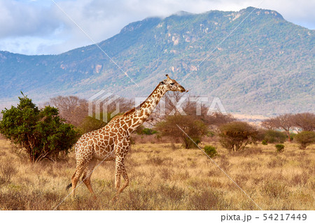 The giraffe is savage and pounding in safari in 54217449