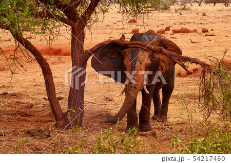 View of an elephant to a tree and landscape in the 54217460
