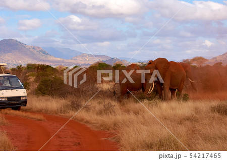 Herd of elephants on safari in Kenya in Africa and 54217465