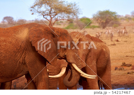 View of two elephants and blurred zebras in the View of two elephants and blurred zebras in the 54217467