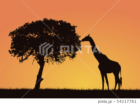 Silhouette of giraffe, grass and tree in the 54217761