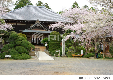 日本寺の桜(千葉県多古町) 日本寺の桜(千葉県多古町) 54217894