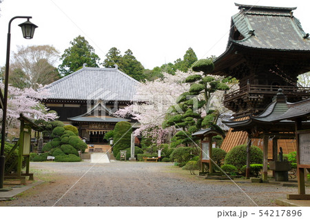 桜が満開の日本寺（千葉県多古町） 54217896