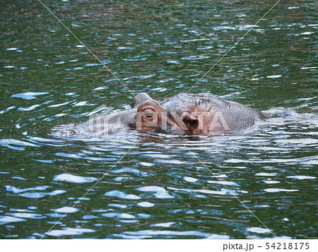 東山動物園・カバ 東山動物園・カバ 54218175