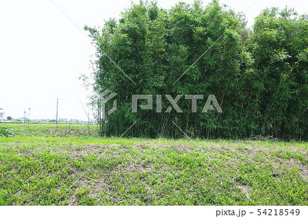 女竹の群生 女竹の群生 54218549