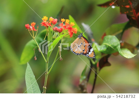 生き物　昆虫　カバマダラ、若夏の石垣島。幼虫の食草、大きくなると蜜源になるトウワタと 54218732