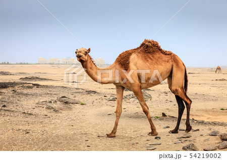 Wild camel in Oman Wild camel in Oman 54219002