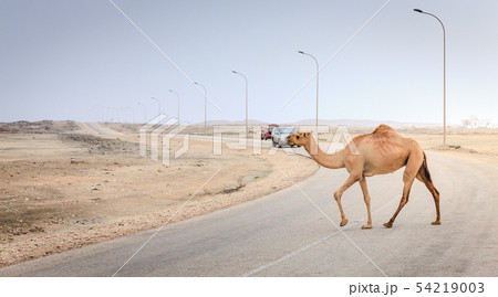 Camel on the road in Oman Camel on the road in Oman 54219003