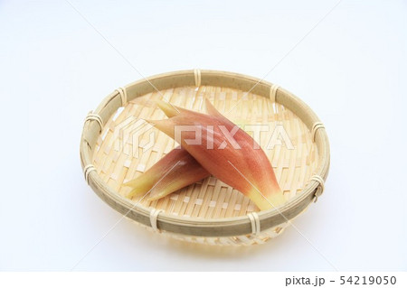 ミョウガ ミョウガ 54219050