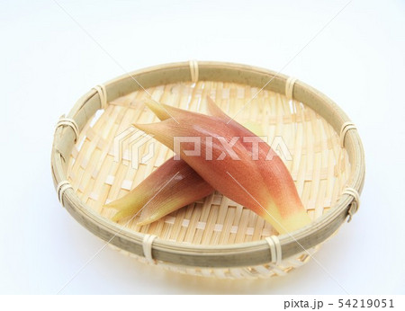 ミョウガ 54219051
