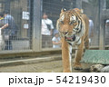虎威風堂々 54219430