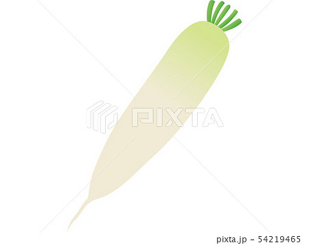 大根のイラスト素材