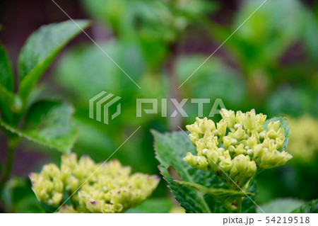 紫陽花の新芽の写真素材