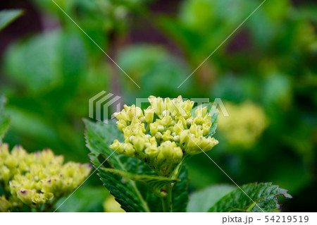 紫陽花の新芽の写真素材