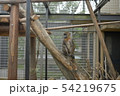 お猿の休日 54219675