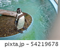 視線の先にはペンギン 54219678