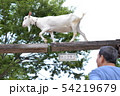 ヤギの綱？渡り 54219679