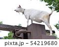 見据えるヤギ 54219680