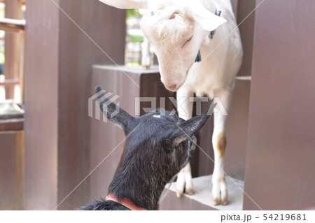 見つめ合う二頭 54219681