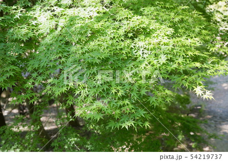 初夏の公園 初夏の公園 54219737