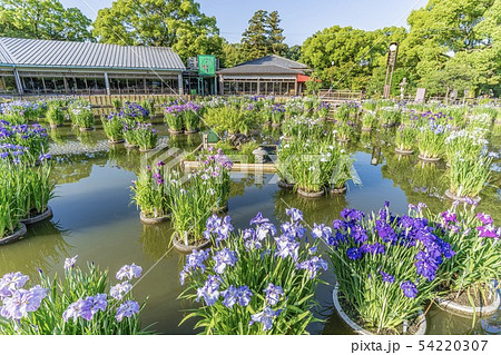 太宰府天満宮 菖蒲池 太宰府天満宮 菖蒲池 54220307