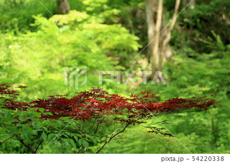 秩父宮記念公園 秩父宮記念公園 54220338