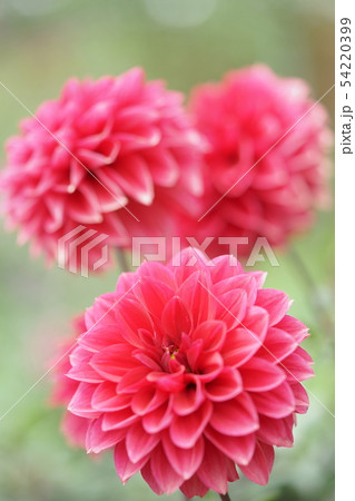 ダリアの花 ダリアの花 54220399