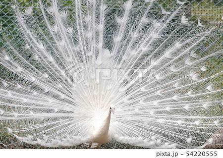 白孔雀 インドクジャク白変種 の求愛の写真素材