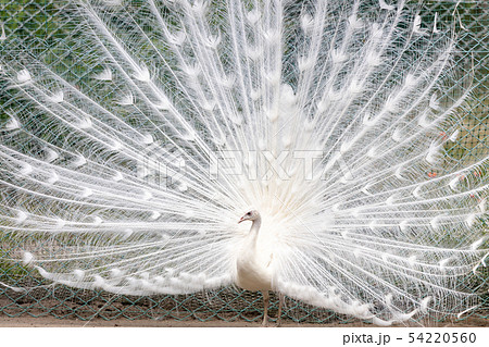 白孔雀 (インドクジャク白変種) の求愛 54220560