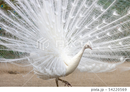 白孔雀 (インドクジャク白変種) の求愛 54220569