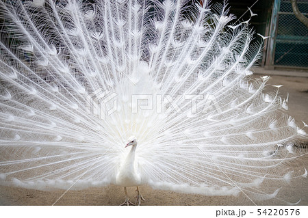 白孔雀 (インドクジャク白変種) の求愛 54220576