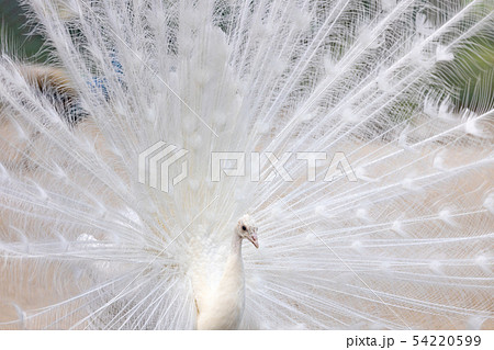 白孔雀 (インドクジャク白変種) の求愛の写真素材 [54220599] - PIXTA