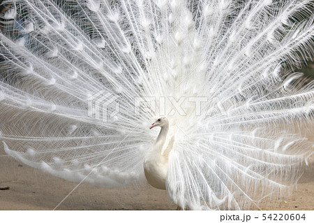 白孔雀 インドクジャク白変種 の求愛の写真素材