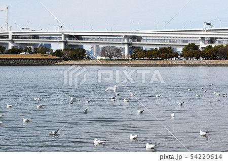街景色　お台場 54220614