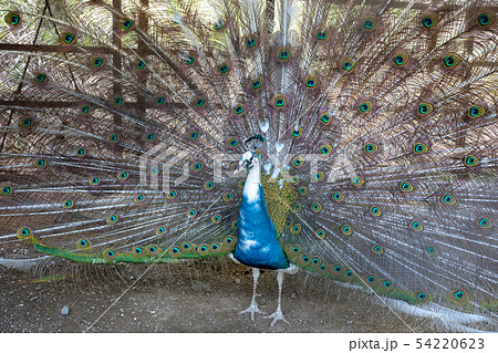 白孔雀 インドクジャク白変種 の求愛の写真素材