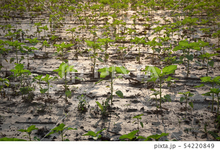 Sunflower plants in field after flood Sunflower plants in field after flood 54220849