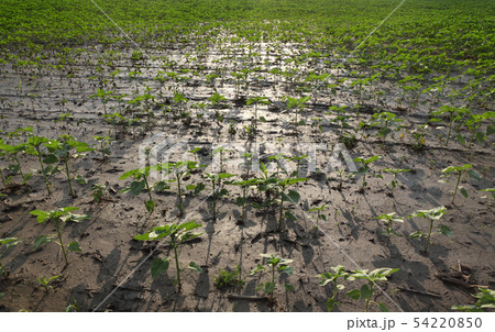 Sunflower plants in field after flood 54220850