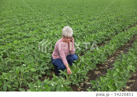 Agricultural scene, farmer in soybean field 54220851