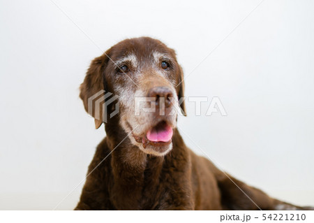 ラブラドール 大型犬 シニア犬 老犬 ラブラドール 大型犬 シニア犬 老犬 54221210