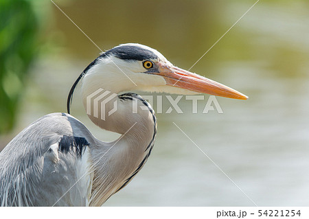 アオサギ 野鳥 鳥 渡り鳥 アオサギ 野鳥 鳥 渡り鳥 54221254