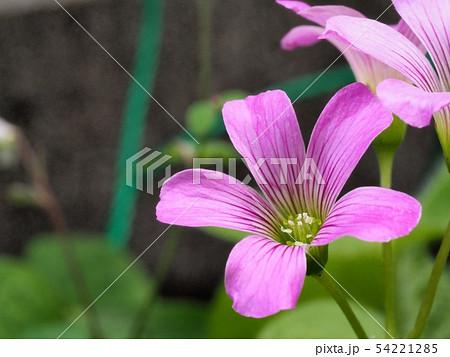 ムラサキカタバミの花 ムラサキカタバミ ムラサキカタバミの花 ムラサキカタバミ 54221285