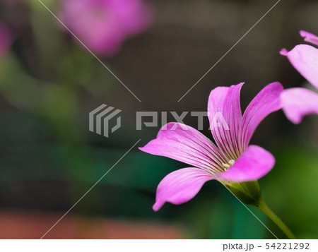 ムラサキカタバミの花 ムラサキカタバミ ムラサキカタバミの花 ムラサキカタバミ 54221292