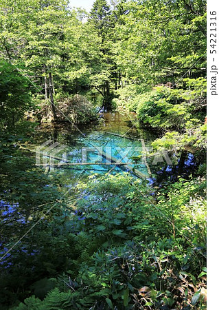 神の子池(北海道清里町) 神の子池(北海道清里町) 54221316
